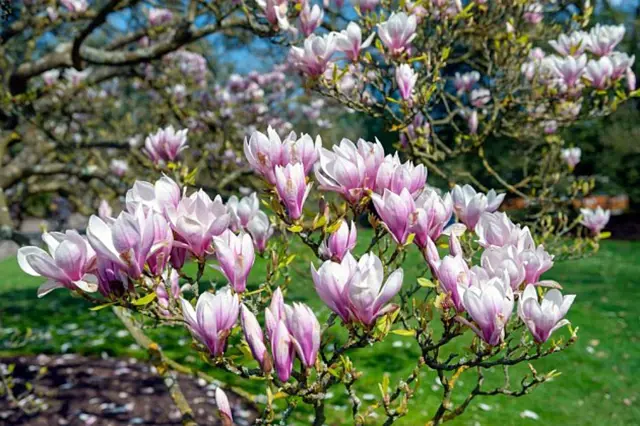 Růžovo-bílé květy magnolie v plném rozkvětu na stromu.