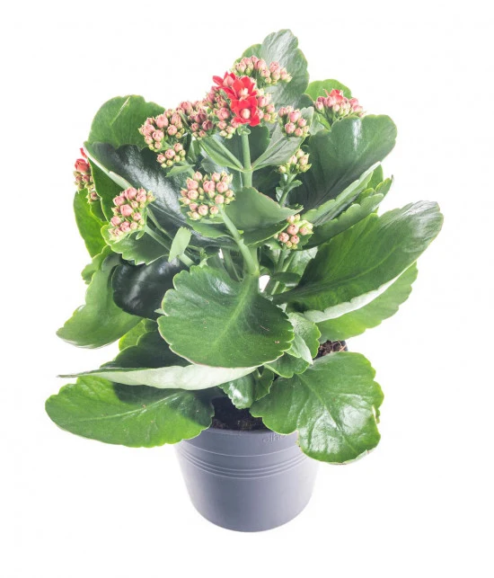 Kalanchoe s červenými pupeny v šedém květináči na bílém pozadí.
