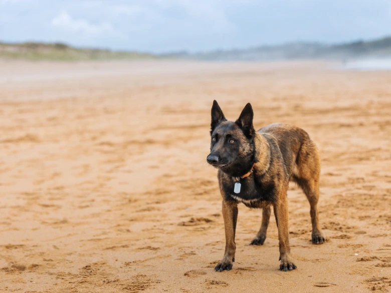 Belgický ovčák malinois stojí na pláži.