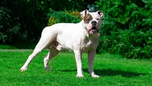Bílý americký bulldog stojí na trávníku v zahradě.
