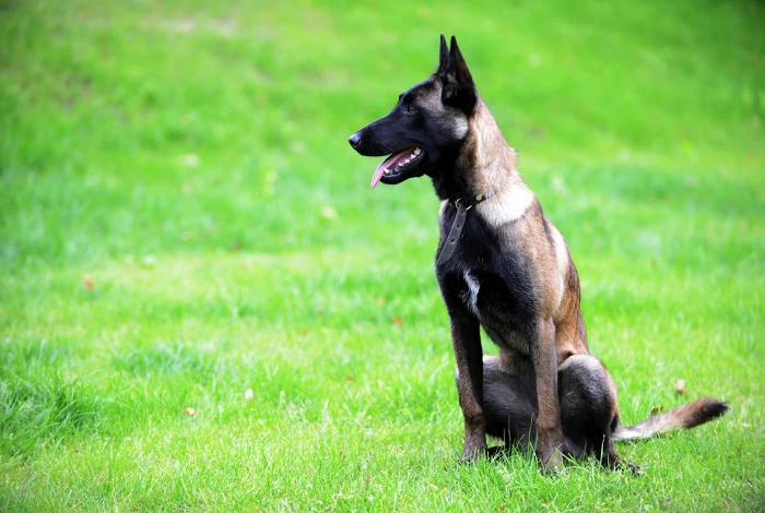 Belgický ovčák malinois sedí na zelené trávě.