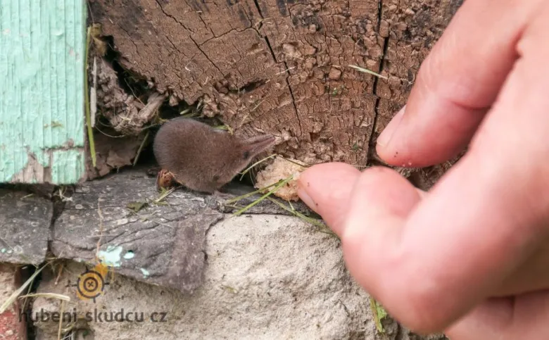 Malá rejska obecná držená v lidské ruce u dřeva.