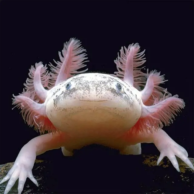 Růžový axolotl s pestrými žábry na tmavém pozadí.