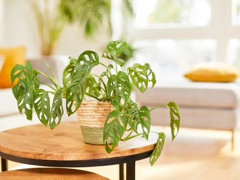 Monstera rostlina v košíku na dřevěném stole.