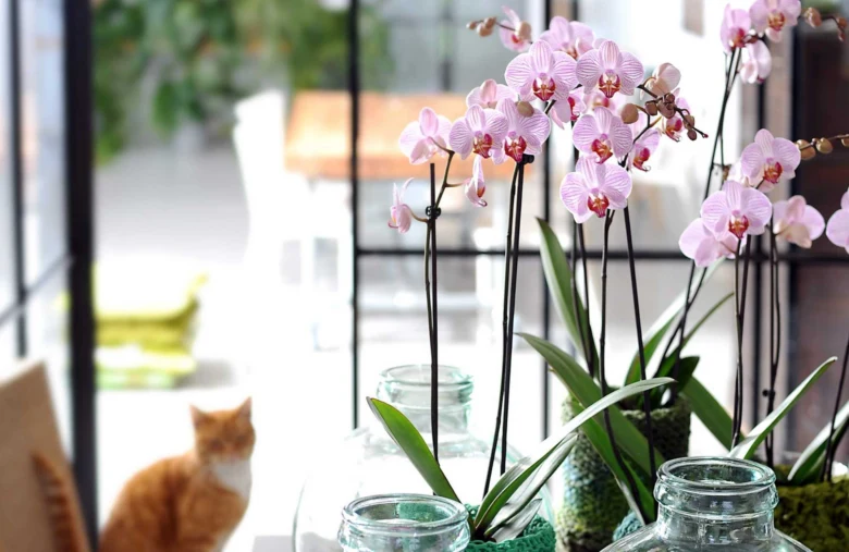 Růžové orchidee Phalaenopsis v skleněných vázách u okna.