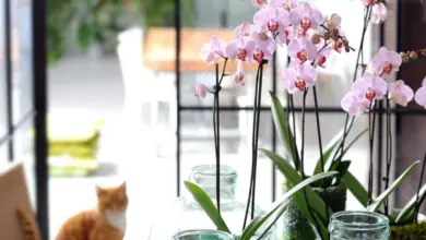 Rostoucí orchidee v skleněných nádobách s mechem u okna.