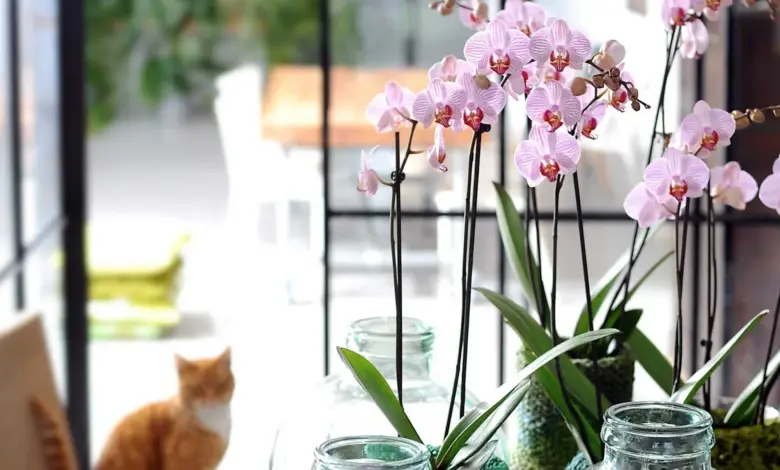 Rostoucí orchidee v skleněných nádobách s mechem u okna.