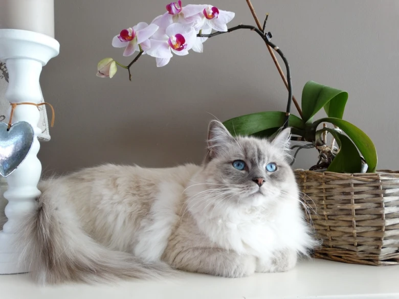 Překrásná ragdolská kočka leží vedle květináčové orchideje.