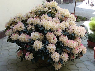Rododendron v květináči s bílými a růžovými květy venku.