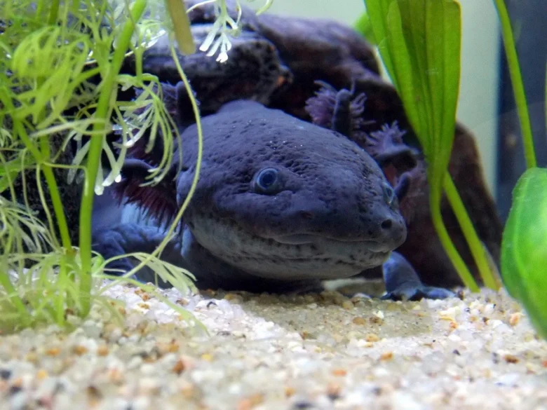 Axolotl v akváriu mezi rostlinami na štěrku.