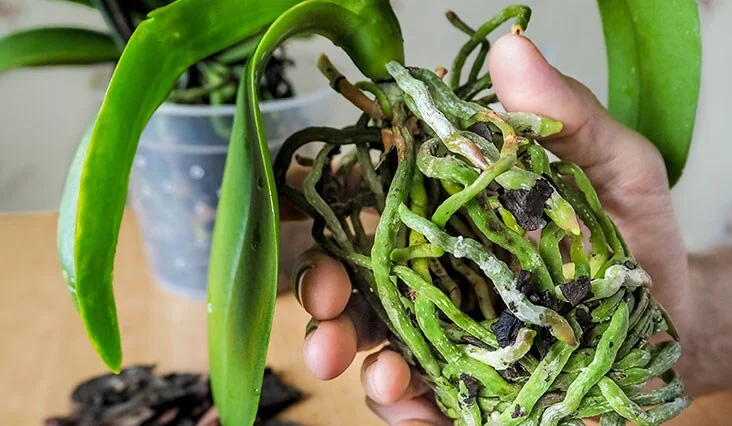 Orchidej s poškozenými kořeny držená v ruce