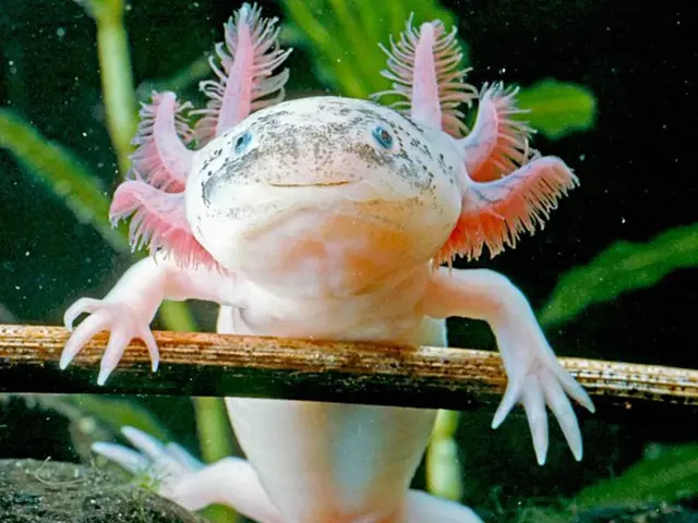 Axolotl s růžovými žábry sedící na větvi v akváriu.