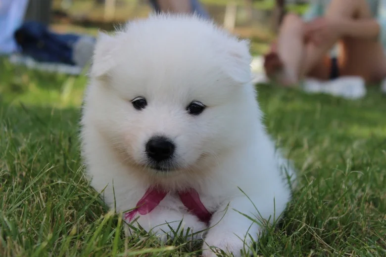 Bílý samojed štěně leží na trávě s růžovou stužkou.