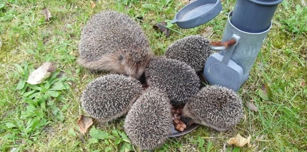 Skupina ježků se krmí z krmičky na trávníku.