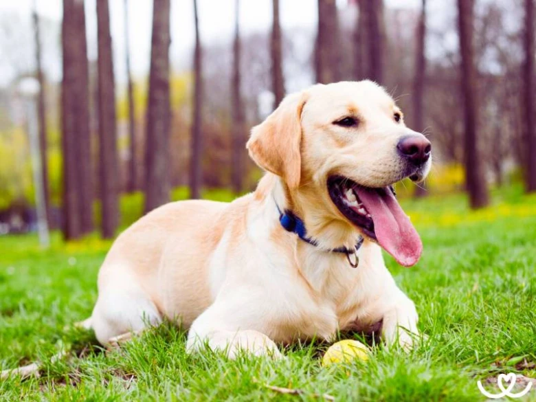 Žlutý labradorský retrívr leží na trávě v přírodě.