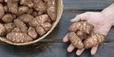 Jerusalem artichokes in basket and hand
