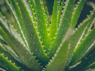 Detailní záběr na listy rostliny aloe vera s trny.