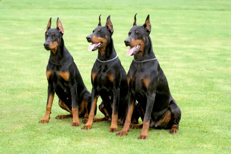 Tři dobermani sedící vedle sebe na zelené trávě.