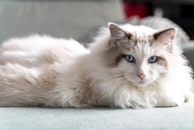 Bílá kočka ragdoll s modrýma očima leží na povrchu.