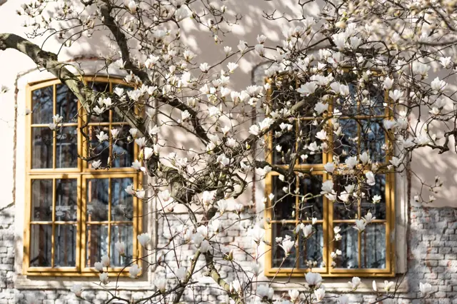 Bílé květy magnolie na větvích před okny domu.