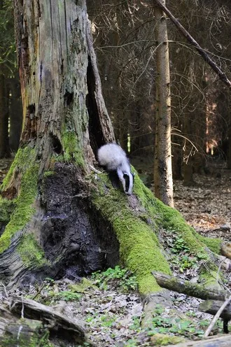 Jezevec lesní se drží na kmeni stromu v lese.