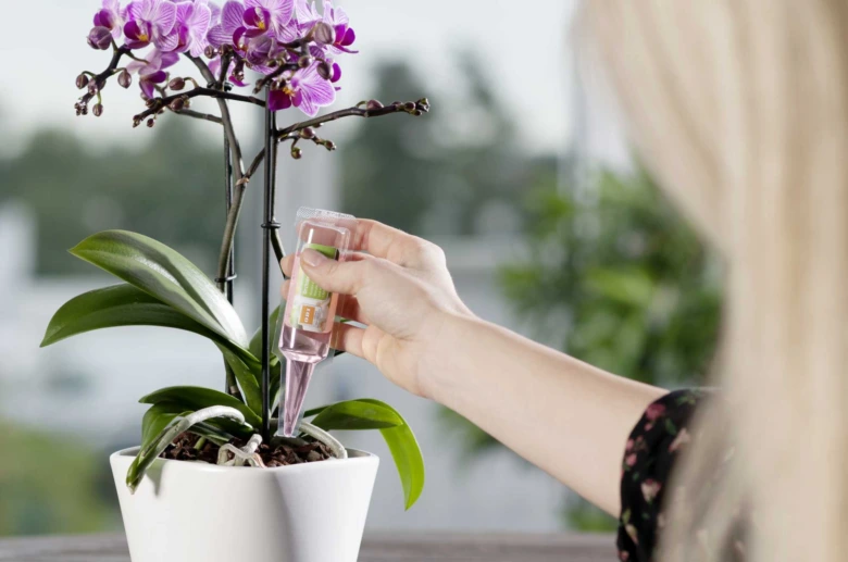 Osoba zalévá fialovou orchidej kapátkem do substrátu.
