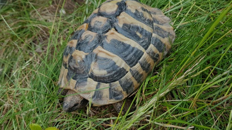 Želva sedí na trávníku v přírodě.