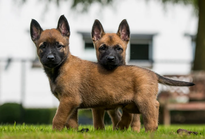 Dva štěňata belgického ovčáka malinois stojí na trávě.