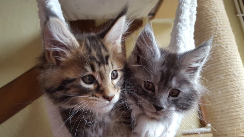 Dvě koťata rasy Main Coon sedící vedle sebe.