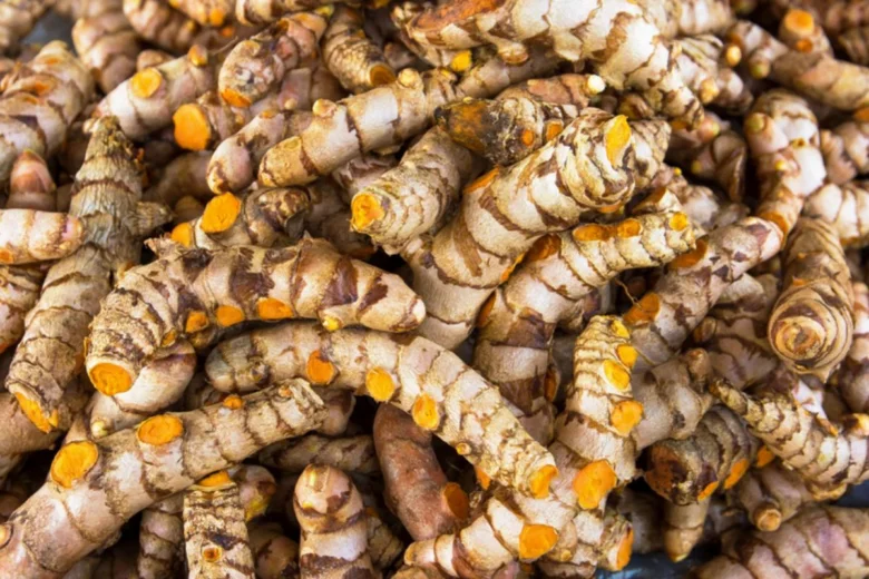 Surové kořeny kurkumy s viditelnou oranžovou barvou uvnitř.