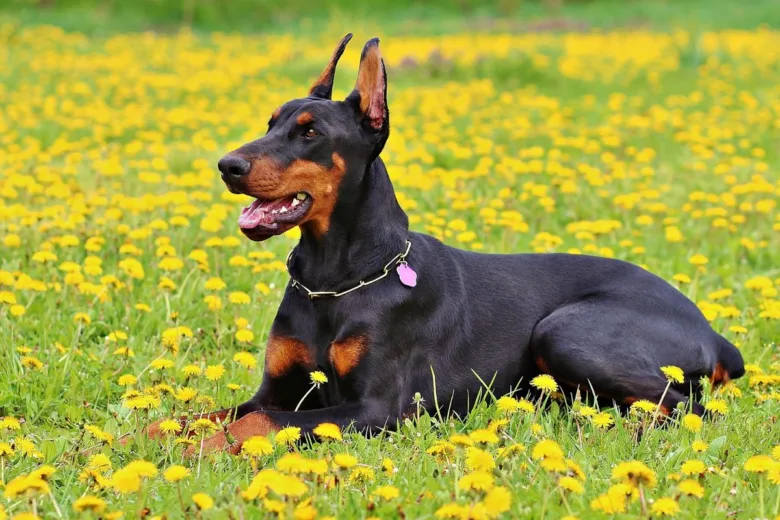 Černý doberman leží na louce s žlutými pampeliškami.