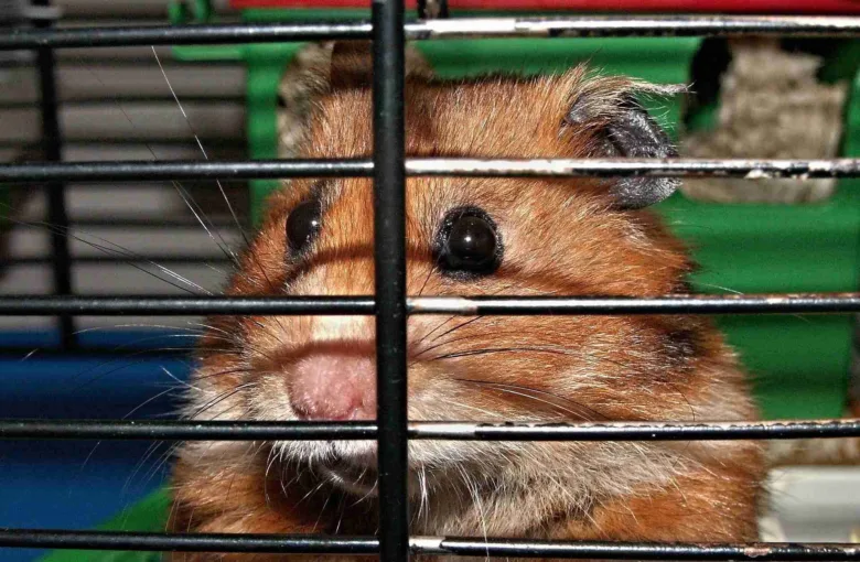 Hnědý křeček v kleci hledící přes mříž.