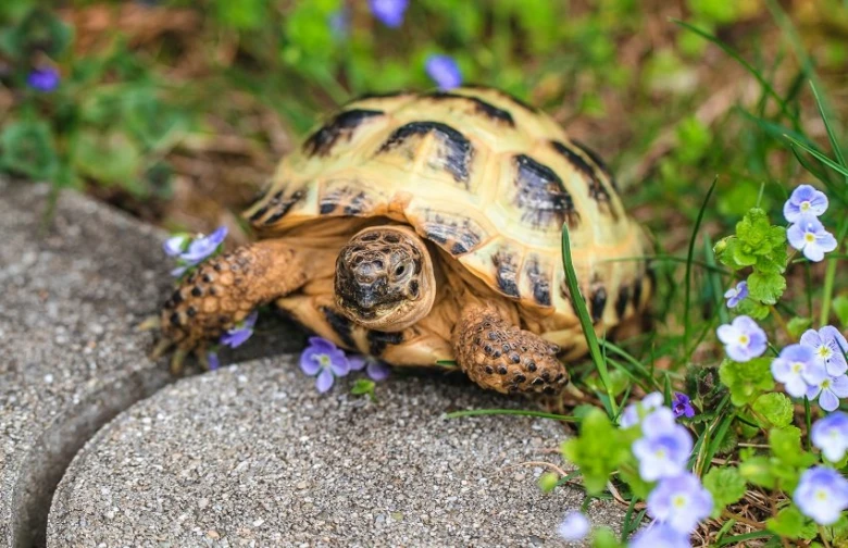 Malá želva chodí po kameni mezi trávou a fialovými květy.