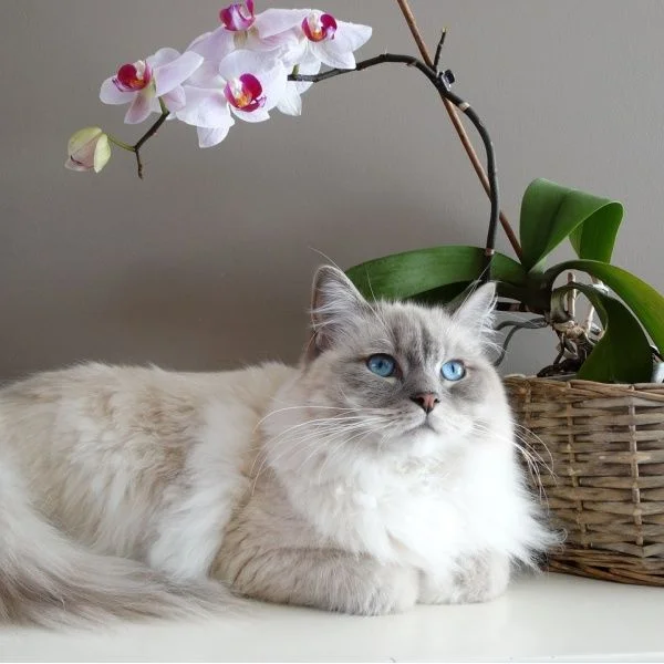 Majestátní ragdolská kočka s modrýma očima leží vedle orchidee.