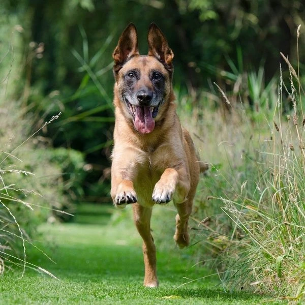 Belgický ovčák malinois běží po trávníku směrem k divákovi.