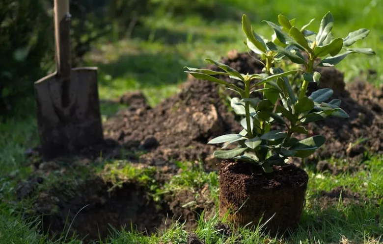 Malý rododendron v květináči připravený k přesazení s lopatou.