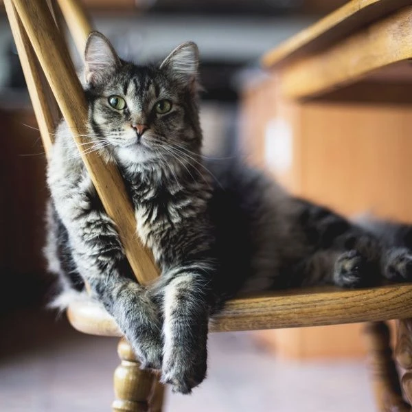 Maine coon cat on chair