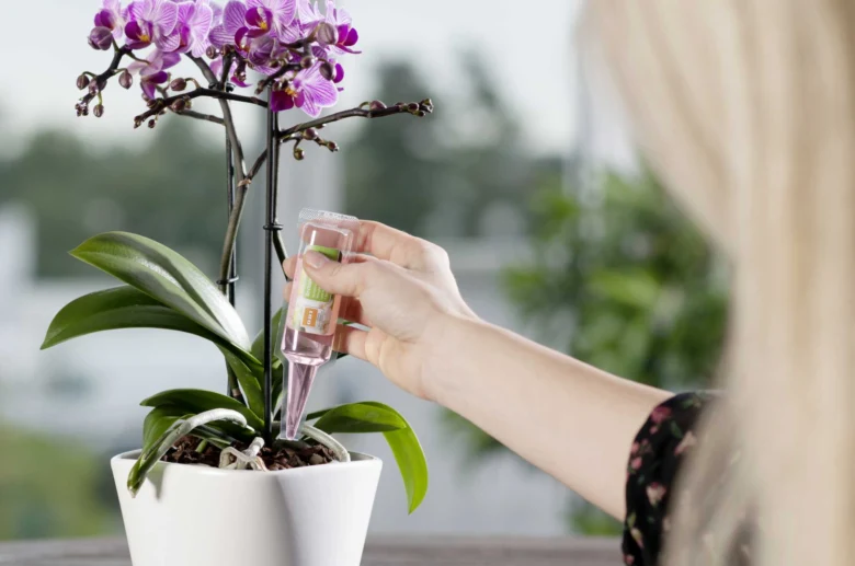 Osoba podává tekutý hnojivo kvetoucí fialové orchideji v bílém hrnci.