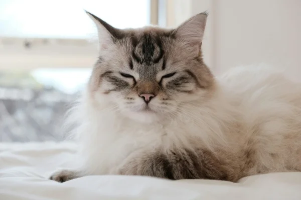 Překrásná kočka ragdoll leží na bílém povrchu.