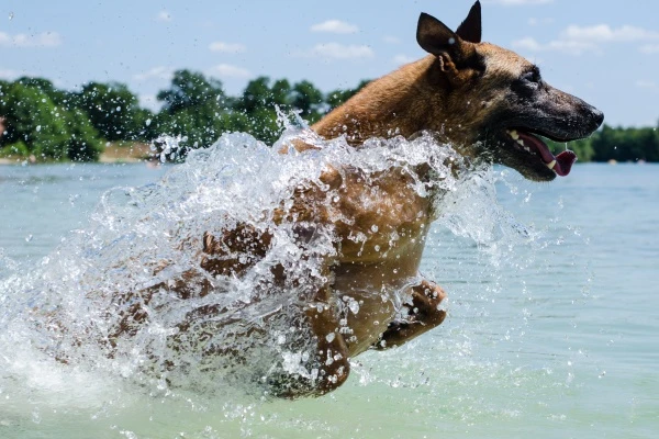 Malinois dog splashing in water
