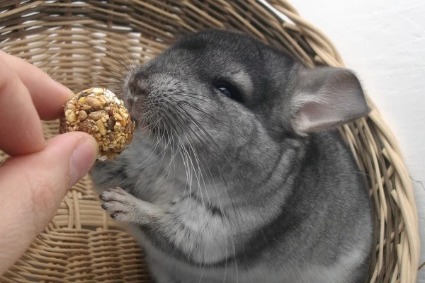 Šedá činčila v košíku jí oříškový svařek z ruky.