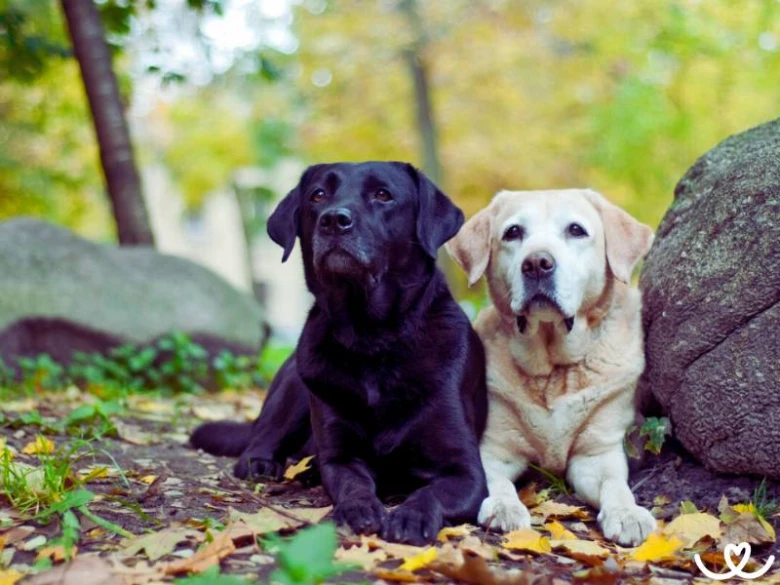 Dva labradorské retrívr sedící vedle sebe na podzimním pozadí.