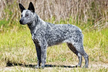 Modrý heeler stojí na travnatém pozadí s typickým skvrnitým srstí.
