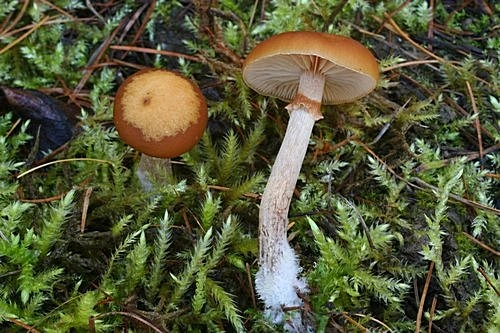 Dvě hnědé houby rostoucí na mechu v lese.