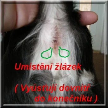 Umístění žlázek u čivavy, které vyústí do konečníku.